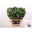 Clematis (Diversifolia Grp) Star River -...