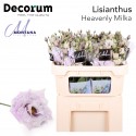 Lisianthus Dye heavenly milka - Montana...