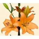 lys orange - midi