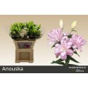 lilium double ANOUSKA BL-ROSE 3+ - .