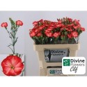 DI TE SOLOMIO CLIF - Divine Flowers