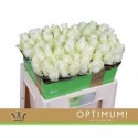 R GR AVALANCHE+ OPTIMUM 55CM - .