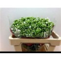 PHLOX Whitecap blanc - .