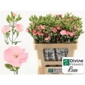 DI TE SOLOMIO ROSE - Divine Flowers