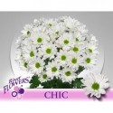 deco CHIC - SenZaro