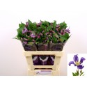 Clematis (Diversifolia Grp) Blue Pirouette...