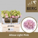 lysianthus G ALISSA LIGH PI - Berglisianthus