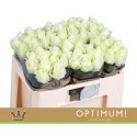 R GR AVALANCHE+ - Bernhard OPTIMUM!