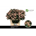 EUPH F T pink 10 - Luiten Flowers