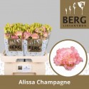 lysianthus G ALISSA CHAMPAG - Berglisianthus