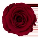 R Preserve RED 01 - Roseamor