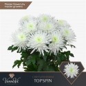Chr G Topspin - VannoVa Master Growers