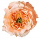 R EQ MELON Expression blanc - Equateur