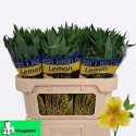 ALSTR LEMON - A. Vreugdenhil BV