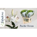 lilium Pacific Ocean 4 90 - Fabulove by...