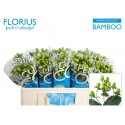 Hypericum Coco Bamboo vert TM - Florius BV