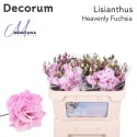 Lisianthus Dye heavenly fuchsia - Montana...