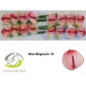 anthurium MAX ELEGAN - Anthogether Wijnen