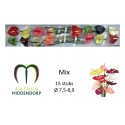 anthurium mix x 15 - AnthurMiddendorp
