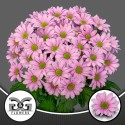 deco Ballerina's Pink DT G&G - G & G...
