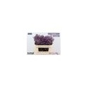 Limonium Piuma Sky - Beauty Line