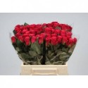 R GR TACAZZI+ - Kneppers Rozen
