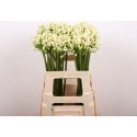 Agapanthus 'Gletsjer' - Marginpar / ET