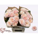 R GR Love Fountain - Kluempen Roses