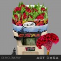 celosie créte ACT DARA - 72cm - Kwekerij...