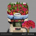 celosie créte ACT RIMA - 72cm - Kwekerij...