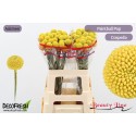 Craspedia globosa Paintball Pop - Beauty Line