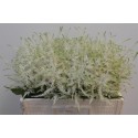 Ast Washington 55cm - Lovely Astilbe Rutgrink