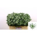 chardon Sirius Questar - Marginpar /...
