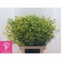 limonium pineapple - Gebr. Reeuwijk