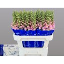 MUFLIER antibes pink - Hkw. R. Beentjes