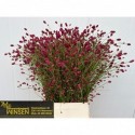 sanguisorba arnhem - VOF van Winsen
