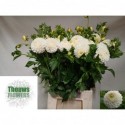 dahlia reycroft - Theuws Flowers