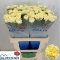 œillet gros Liberty - Anjers De Nijs