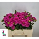 DAHLIA Happy Hour - Mts. van der Linden & Zn