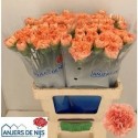 œillet gros Gobi - Anjers De Nijs
