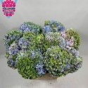 hortensia Pride 60 Classic - Vollering...