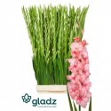 glaieul GR Adrenalin rose - GLADZ - DE RIDDER