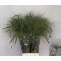 panicum fontaine - Florencia