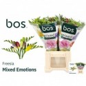 freesia Mixed Emotions - Bos - Flowers