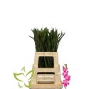 glaieul Vulcano - Hermans Mini Gladiolus