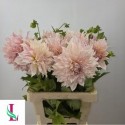 DAHLIA Cafe au Lait Twist 996 - Mts. van...