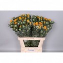 Carthamus Zanzi. - Perkpl de Zonnebloem CV