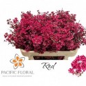 Waxflower Red 60gr - Pacific Floral BV