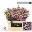 wax Kerryn - Temba Flowers