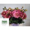 Dahlia salmon runner - Theuws Flowers